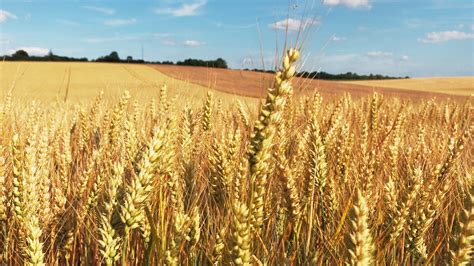 Cornfield Wheat Fields Field Free Photo On Pixabay