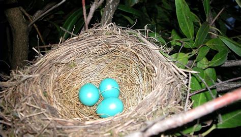 How Long Does It Take For Robin Eggs To Hatch Sciencing