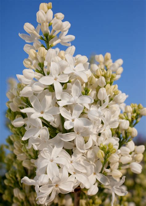 Syringa Hyacinthiflora Angel White Kategorie Amerikanischer Flieder