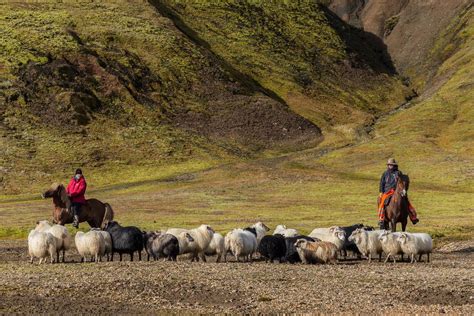 Watch A Curious Video Of An Icelandic Sheep Round Up In Action Icelandmag