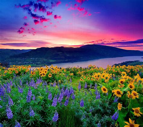Flowers At Sunset Wallpaper By Floradam C3 Free On Zedge