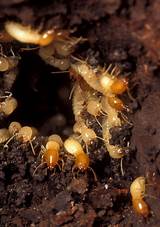 Termite Infestation Control Images