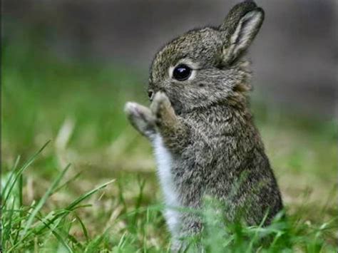 Resultado De Imagen Para Conejos Imagenes De Animales Tiernos Fotos