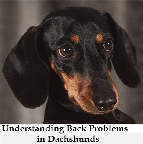 The Issue Of Back Problems In Dachshunds Dog Discoveries