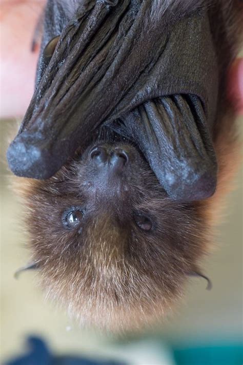 Baby Fruit Bat Aww