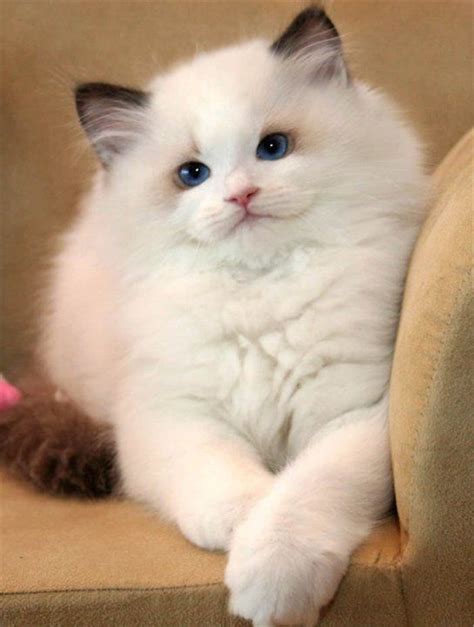 Amazing Pictures About Ragdoll Cats And The Facts You Should Know