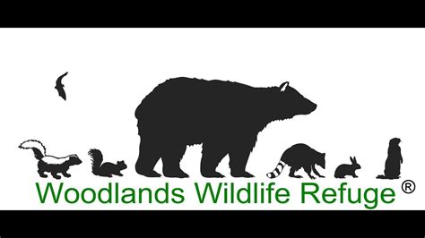 Woodlands Wildlife Refuge 2017 Year In Review Youtube