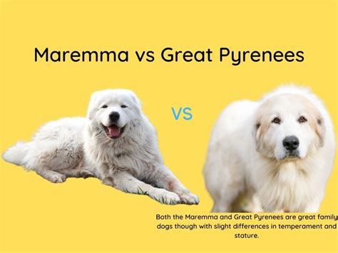 Maremma Vs Great Pyrenees The Differences Greenerpets