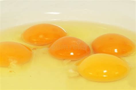 190 Fertilized Egg Stock Photos Free And Royalty Free Stock Photos From