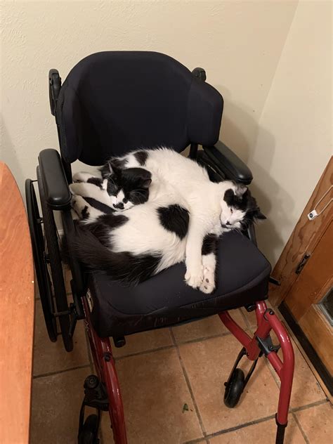 The New Cats Decided My New Chair Is Theirs Rwheelchairs