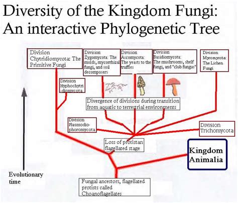 Fungi Kingdoms Of Biology