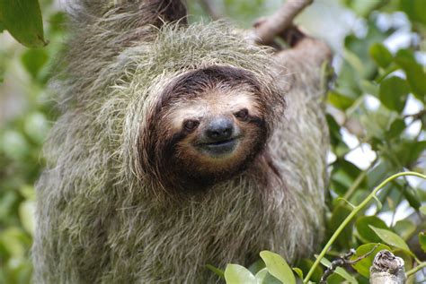 Smiling Sloth Costa Rica One Of My Favorite Pictures Tha Flickr