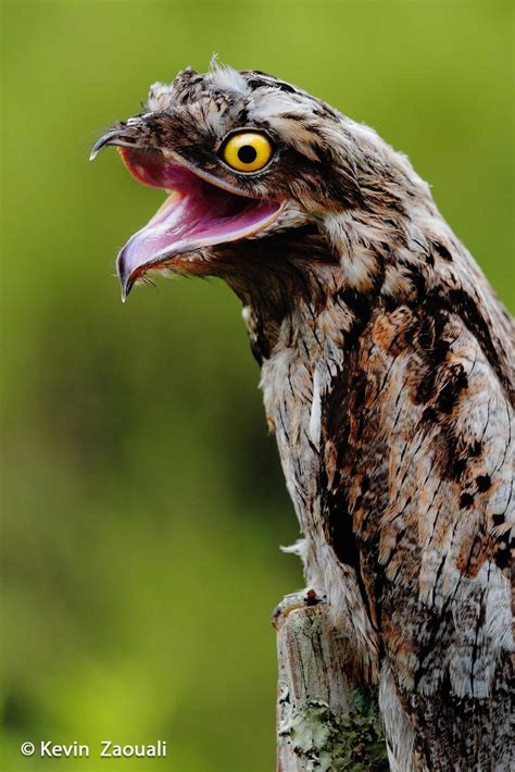 Nyctibius Griseus Nocolot Szary Potoo Bird Scary Birds Weird Birds