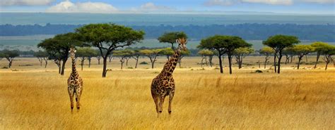 Kenya Safaris Wildlife Safari