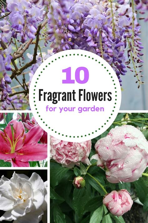 How To Grow A Fragrant Garden Inspiration For Your Home And Garden