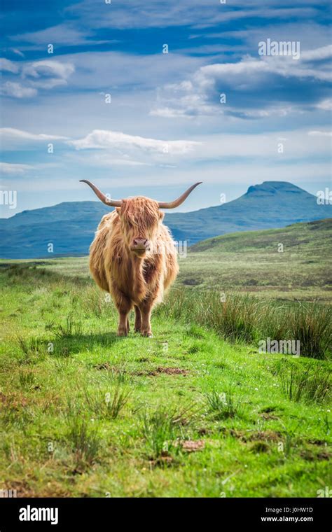 Furry Highland Cow In Isle Of Skye In Scotland Stock Photo Alamy