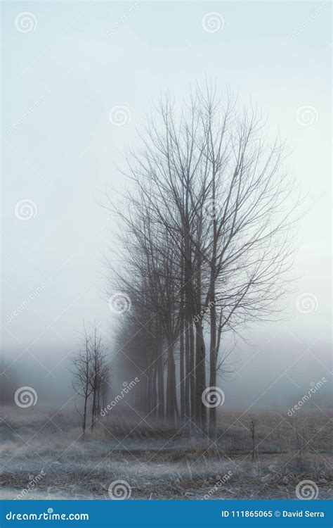Forest Of Snowy Trees And With Fog Stock Image Image Of Background