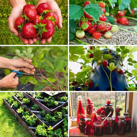 27 Strawberry Gardening Tips Everyone Should Follow Diy Guides Guides