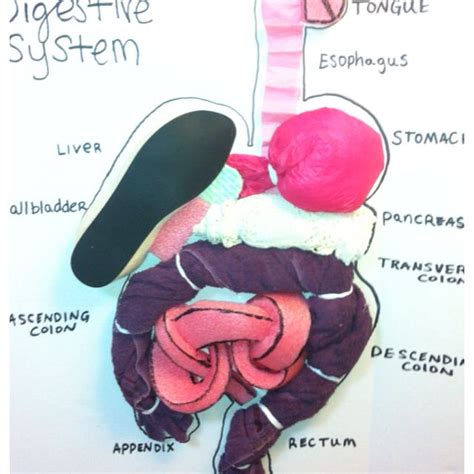 Hannahs Digestive System Made Out Of Household Products Human Body