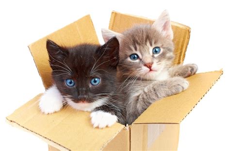 Why Do Cats Like Boxes The Surprising Answers Cats And Meows