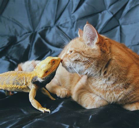 Cats Sweet Friendship With Bearded Dragon Is The Definition Of True