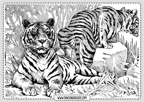 Dibujo Tigres Para Colorear Rincon Dibujos