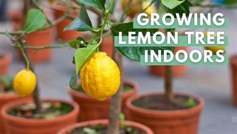 How To Grow A Lemon Tree Indoors Eco Peanut