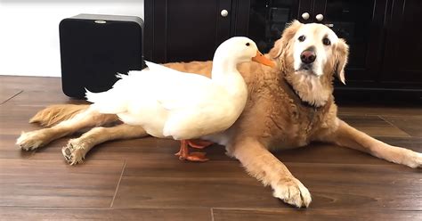 Adorable Golden Retriever Becomes Best Friends With Duck