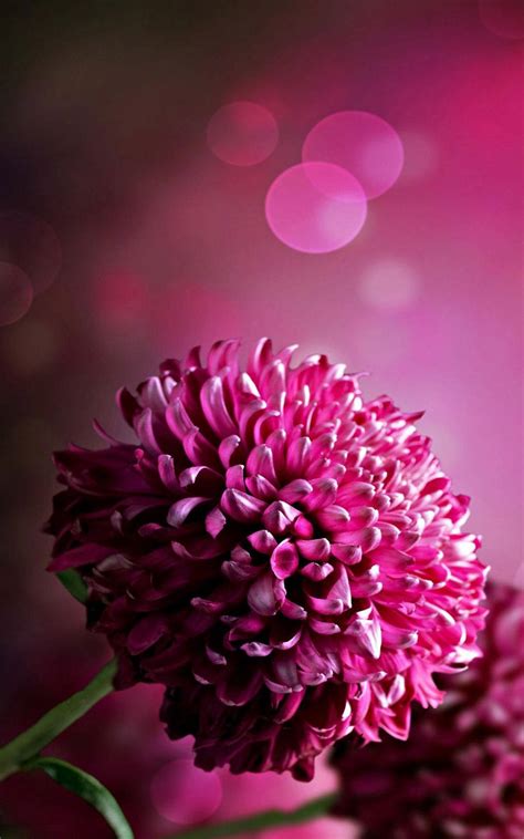 Download Pink 3d Iphone Flower Wallpaper