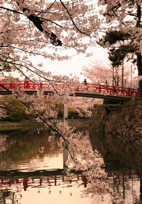 Beautiful Bridge Flowers And Japan Image 60451 On
