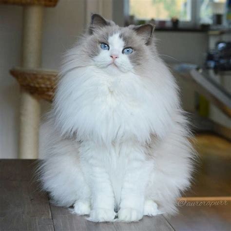 29 Of The Most Beautiful Cats In The World Bored Panda