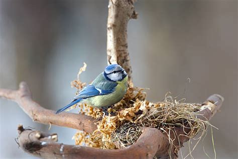 80100 Fotos Bilder Und Lizenzfreie Bilder Zu Nestbau Istock