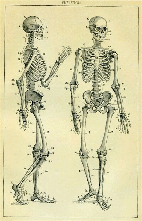Skeleton Drawings Human Skeleton Skeleton Art Skeleton Body Parts