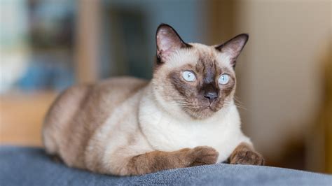 Breeds Of Cats That Look Like Siamese