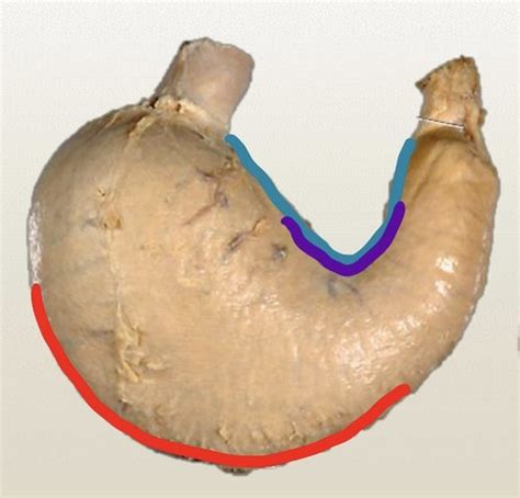Sgusvm Anatomy 1 E4 Digestion Stomach Si Li Flashcards Quizlet