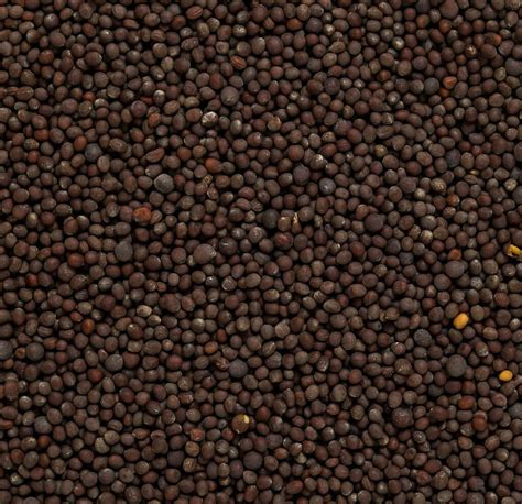 Organic Black Mustard Seeds High Quality Organic Whole Seeds