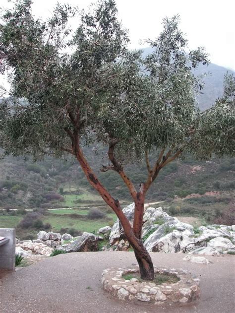 Oft haben olivenbaumbesitzer jedoch angst, etwas falsch zu machen, denn die gehölze stammen ursprünglich aus dem mediterranen raum und gelten als sehr empfindlich. Olivenbaum - ein Symbol des Friedens im Garten züchten