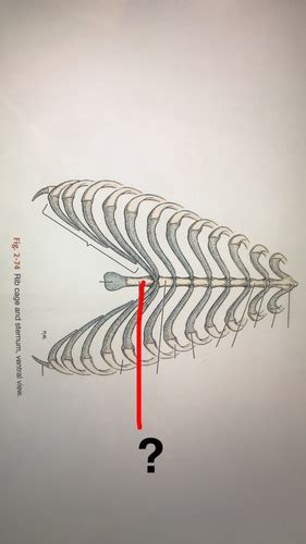 Vertebrae Ribs Flashcards Quizlet