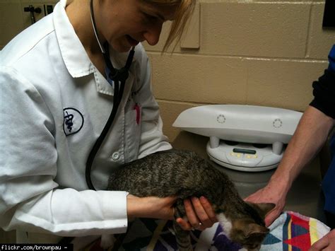 Cats are more particular about what they eat than dogs but we do occasionally see cats with blockages. Sick cat - throwing up foam, not eating, not drinking, etc ...