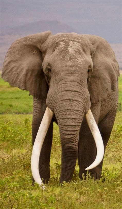 About Wild Animals An Elephant With Enormous Tusks Animals Wild