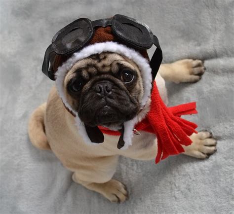 Boo The Aviator Pug Our Pug Boo Lefou In His Pilot Costume Flickr