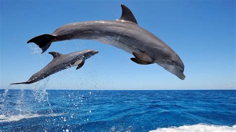 Delfinii Sunt Pe Cale De Dispariție în Marea Neagră Din Cauza