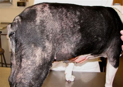 1 types of skin disease. How to stop your dogs problems: Different types of dog ...