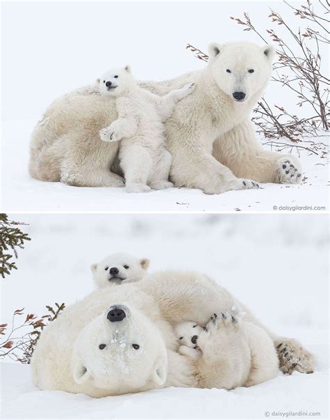 Momma Bear With Her Cub Artofit