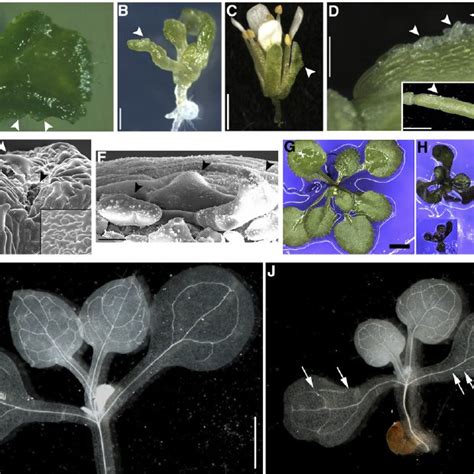 Increased Number Of Trichome Branches And Cell Size Correlate With