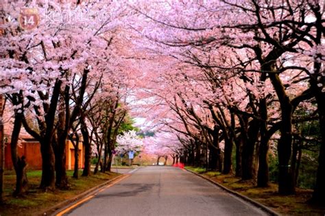 Ngỡ Ngàng Ngắm Hoa Anh đào Tuyệt đẹp Bao Trùm đất Nước Nhật Bản