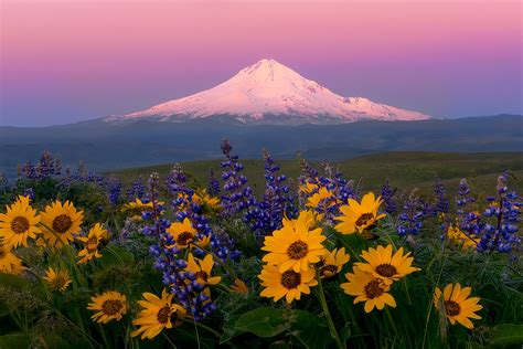 Mt Hood Wildflowers Flickr