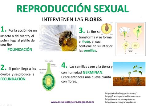 La Reproduccion En Las Plantas