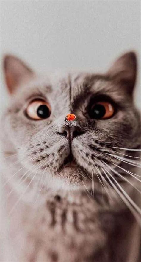 Every day new pictures and just beautiful wallpaper for your desktop cats completely free. Cute Cat Wallpaper Aesthetic iPhone Cute cat wallpaper ...