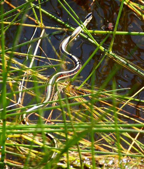 Valley Garter Snake California Garter Snakes · Inaturalist Nz